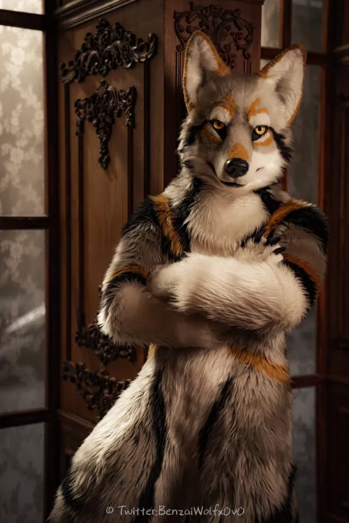 @AkuWolf on Twitter (photo by @BenzaiWolfx0v0)