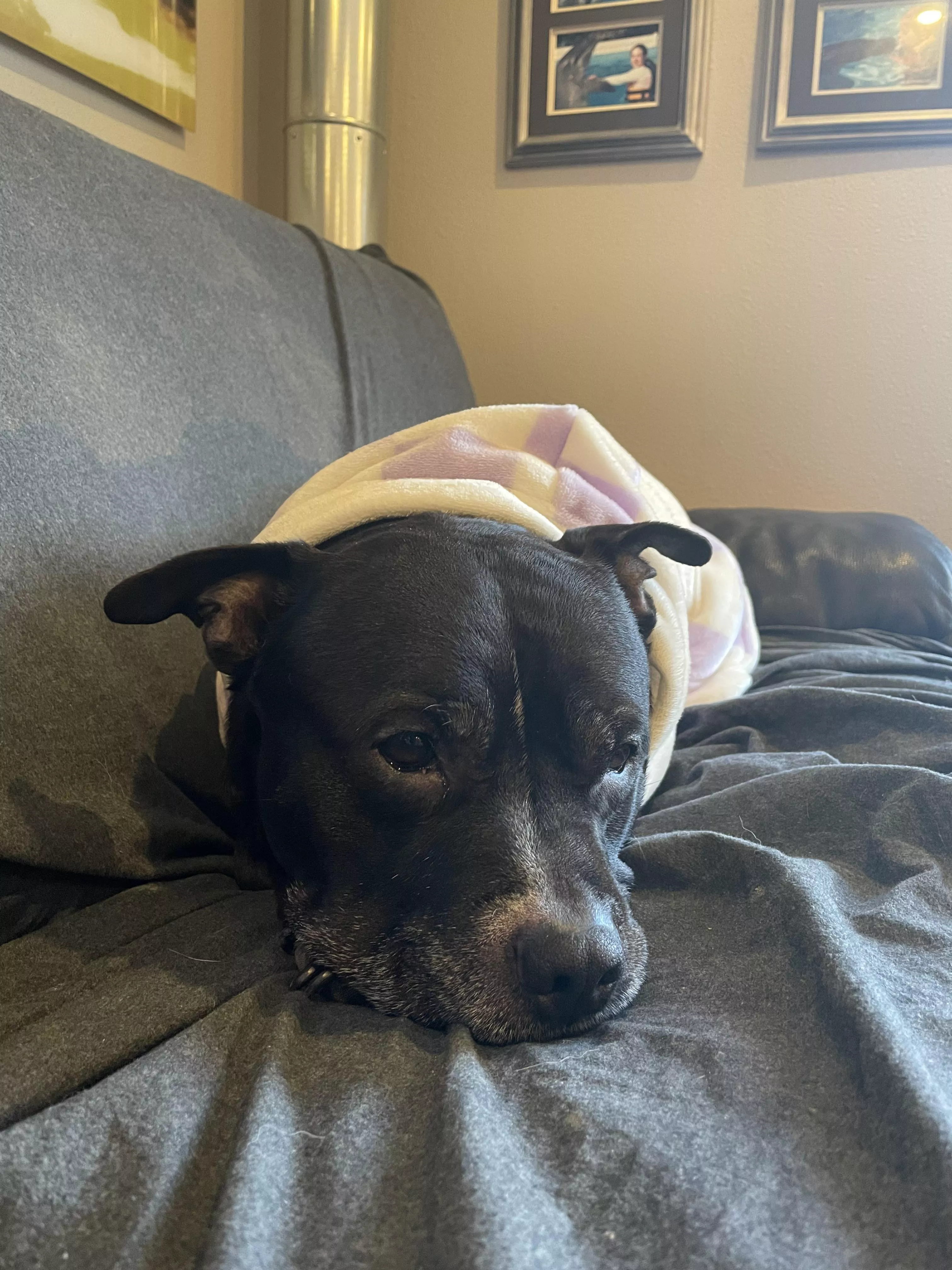 Hank enjoying a relaxing morning 💭 ☀️