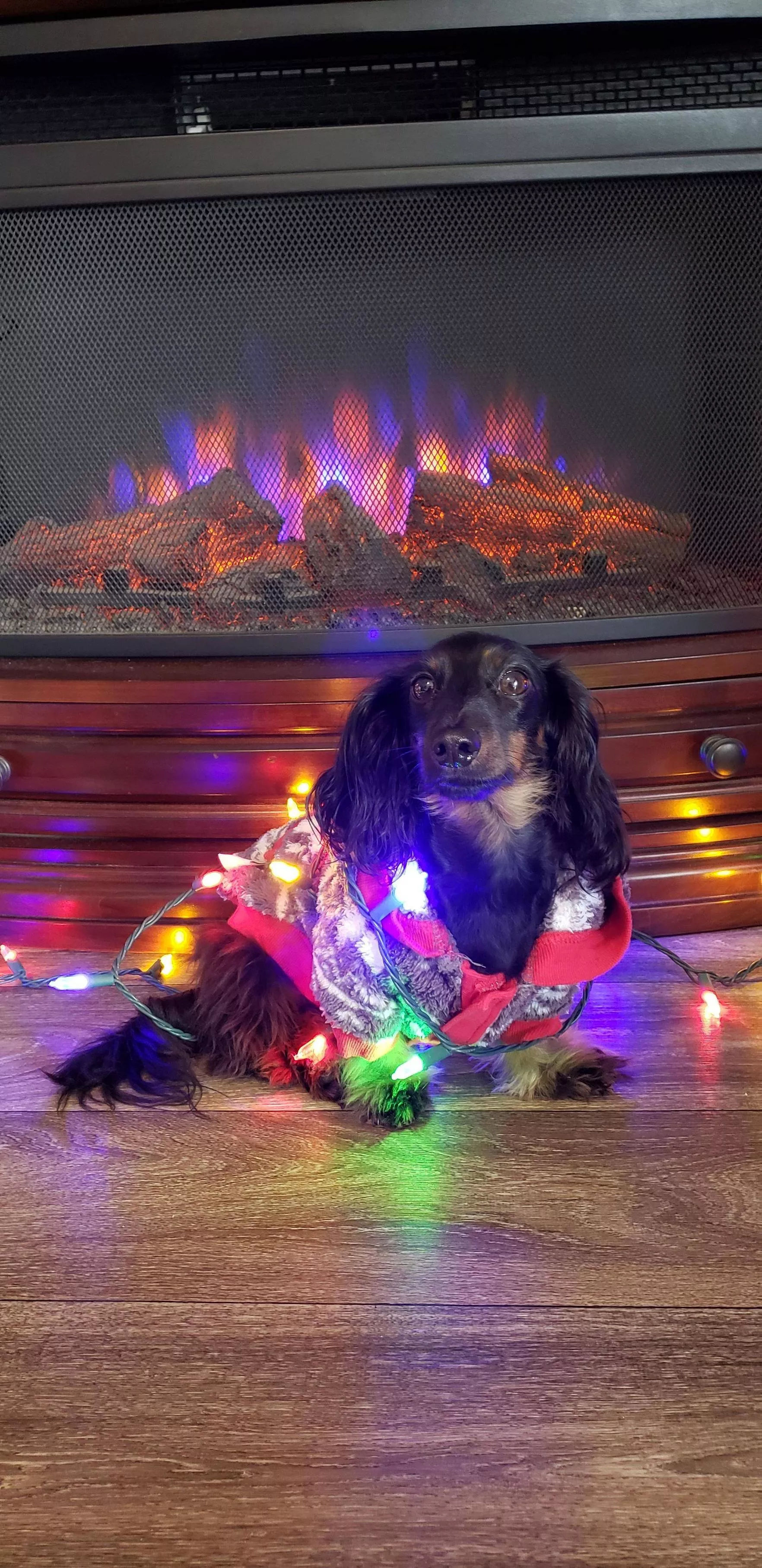 Slinky's cozy this Christmas