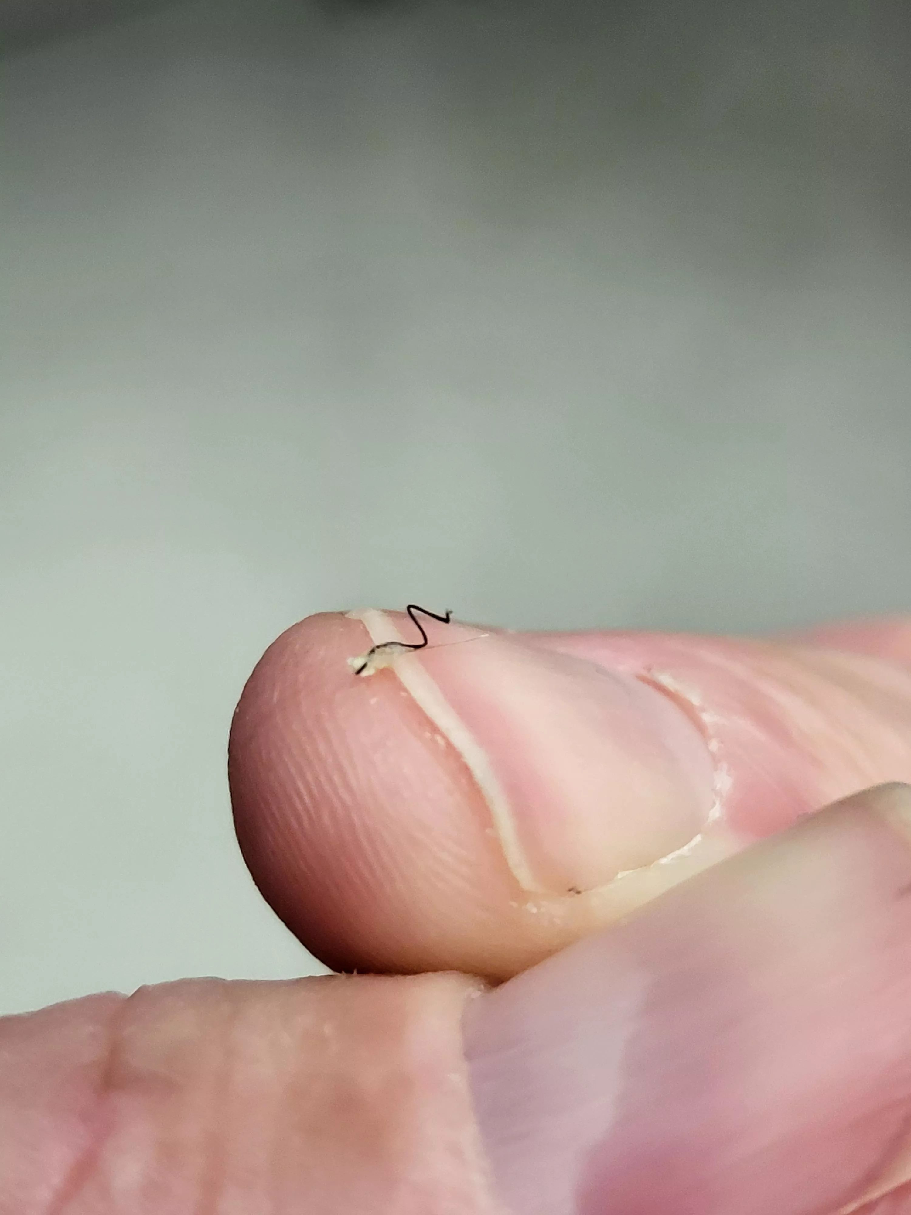 Two hairs from the same follicle.