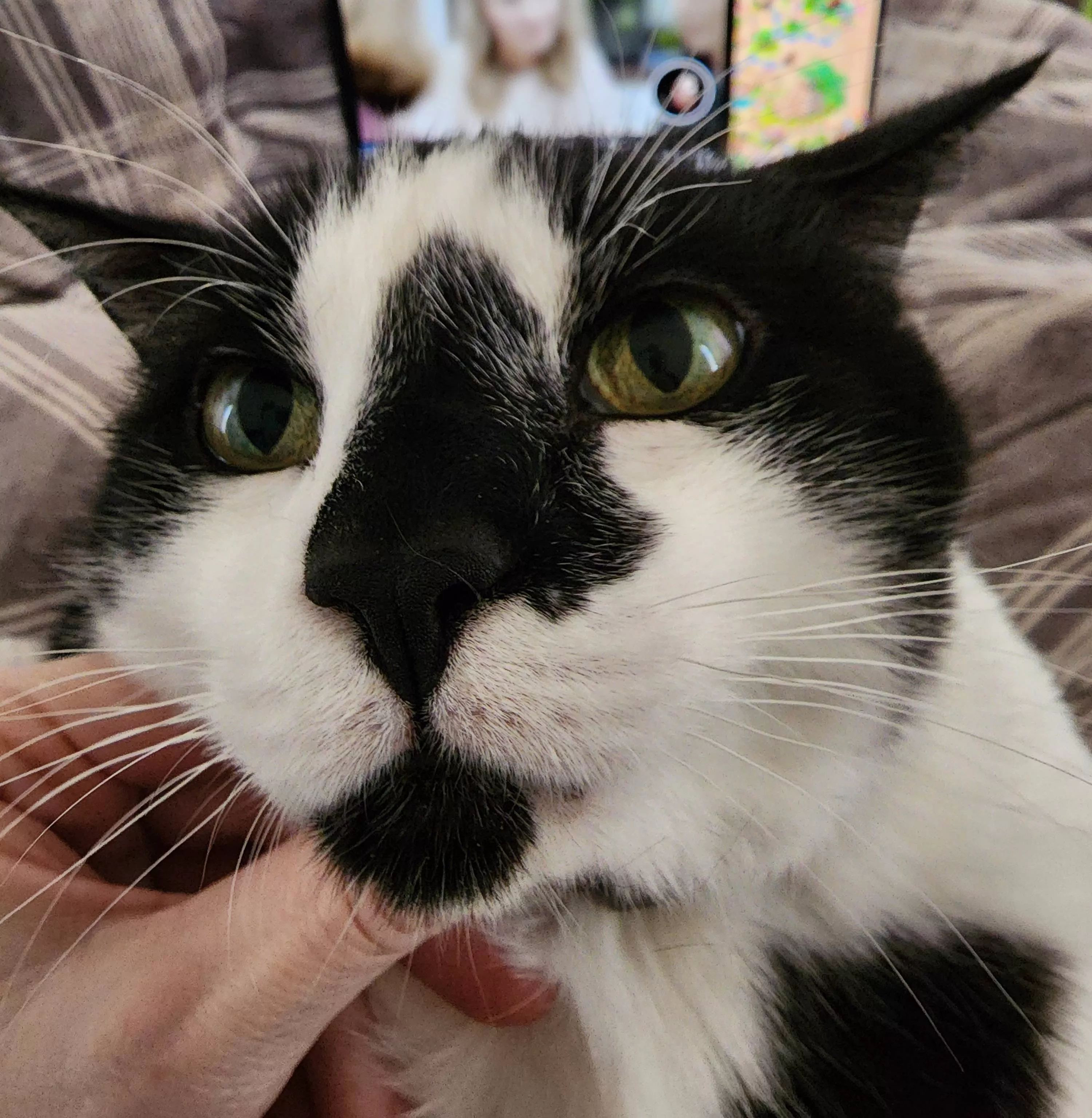 Just noticed my cat has a faux pimple next to his nose (it's his fur pattern)