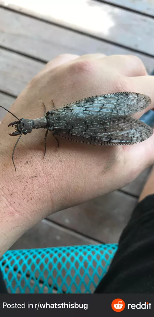 Okay so I may be crazy for this but this is a picture of a dobsonfly, all I can think is making an ant queen with a gown based on the wings. Could anyone else envision that as well?