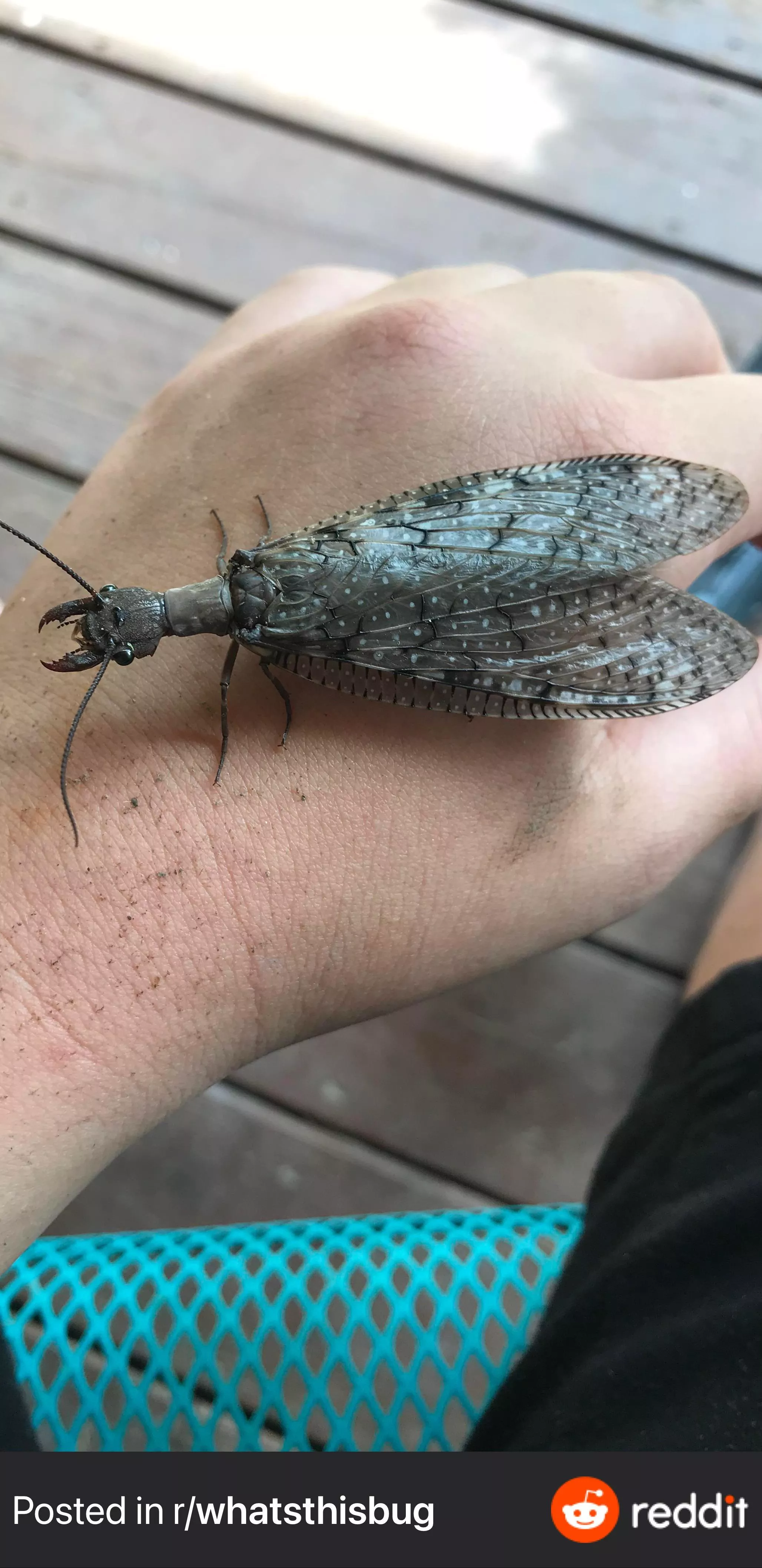 Okay so I may be crazy for this but this is a picture of a dobsonfly, all I can think is making an ant queen with a gown based on the wings. Could anyone else envision that as well?