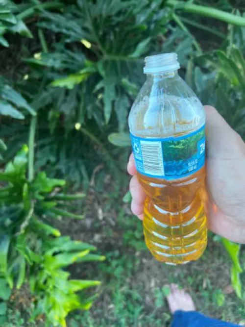 Anyone in Orlando give me some of these?