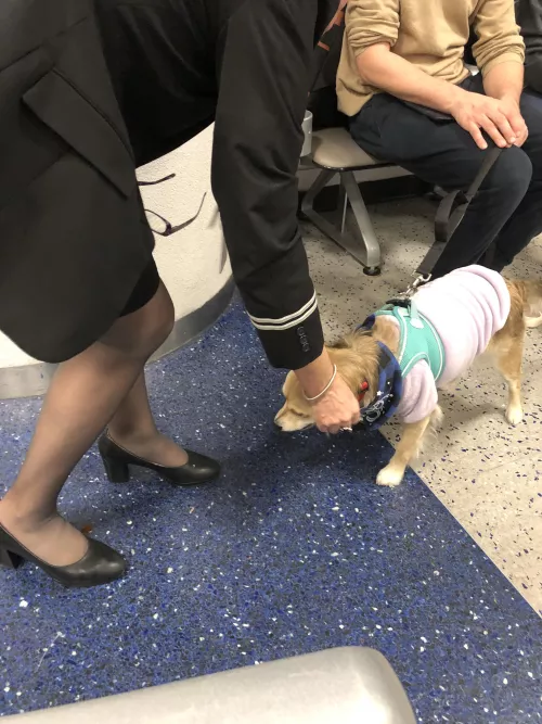 NYC stewardess. Our flight was delayed. She took her heels off and was rubbing her tired pantyhose feet.