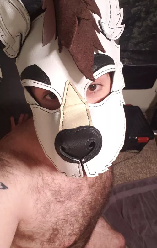 first time here; fuzzy wolf got his first hood! <3