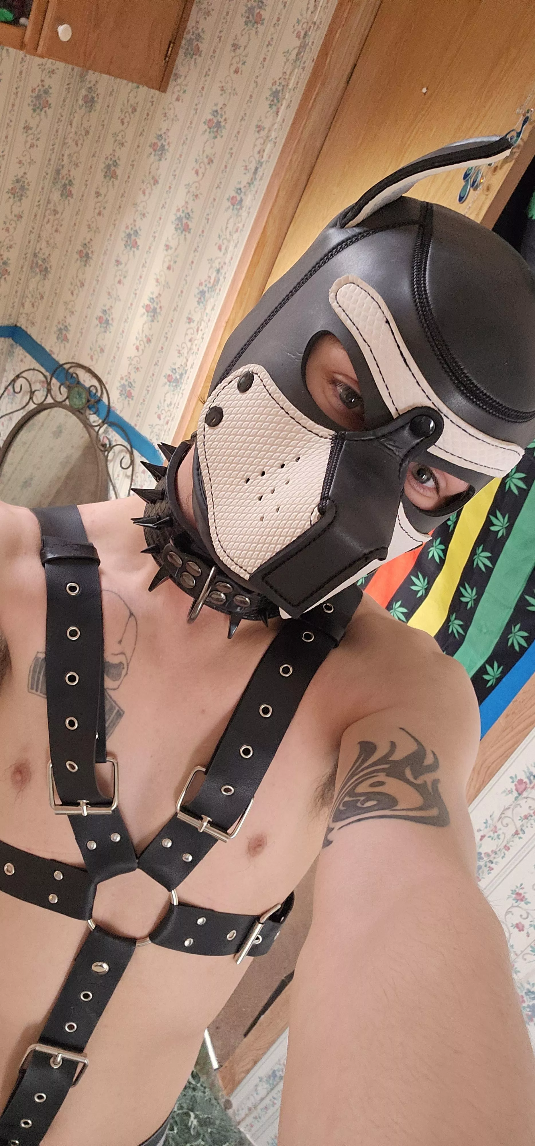 good morning everypup