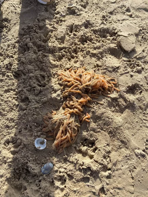 Weird object on the beach - anyone know what it is??