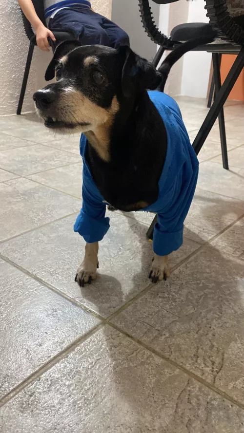 the sleeves had to be folded because it is so small