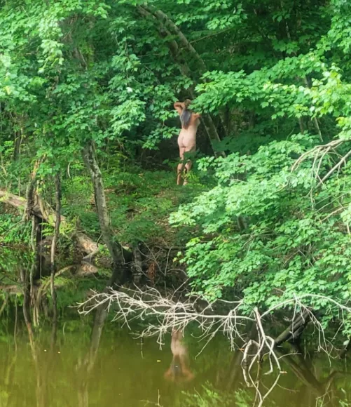 Summer is almost here! When you can see the Florida White-tails in their natural habitat!!! 🤣