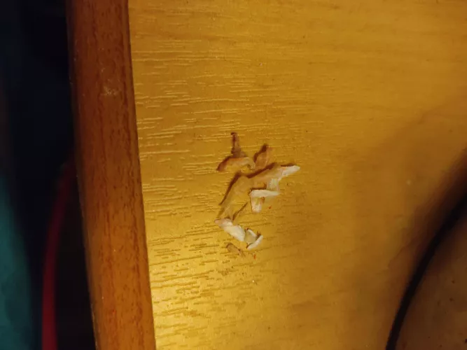 Got all this from a toenail ingrown on both sides ('operated' myself at home)