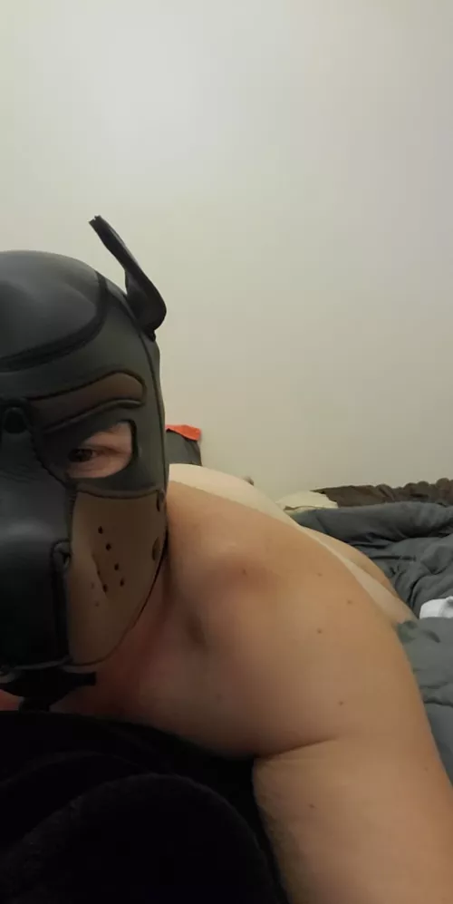 pup jake needs to go out