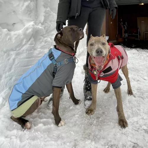 Cold enough that they’re wearing their sweaters and jackets!