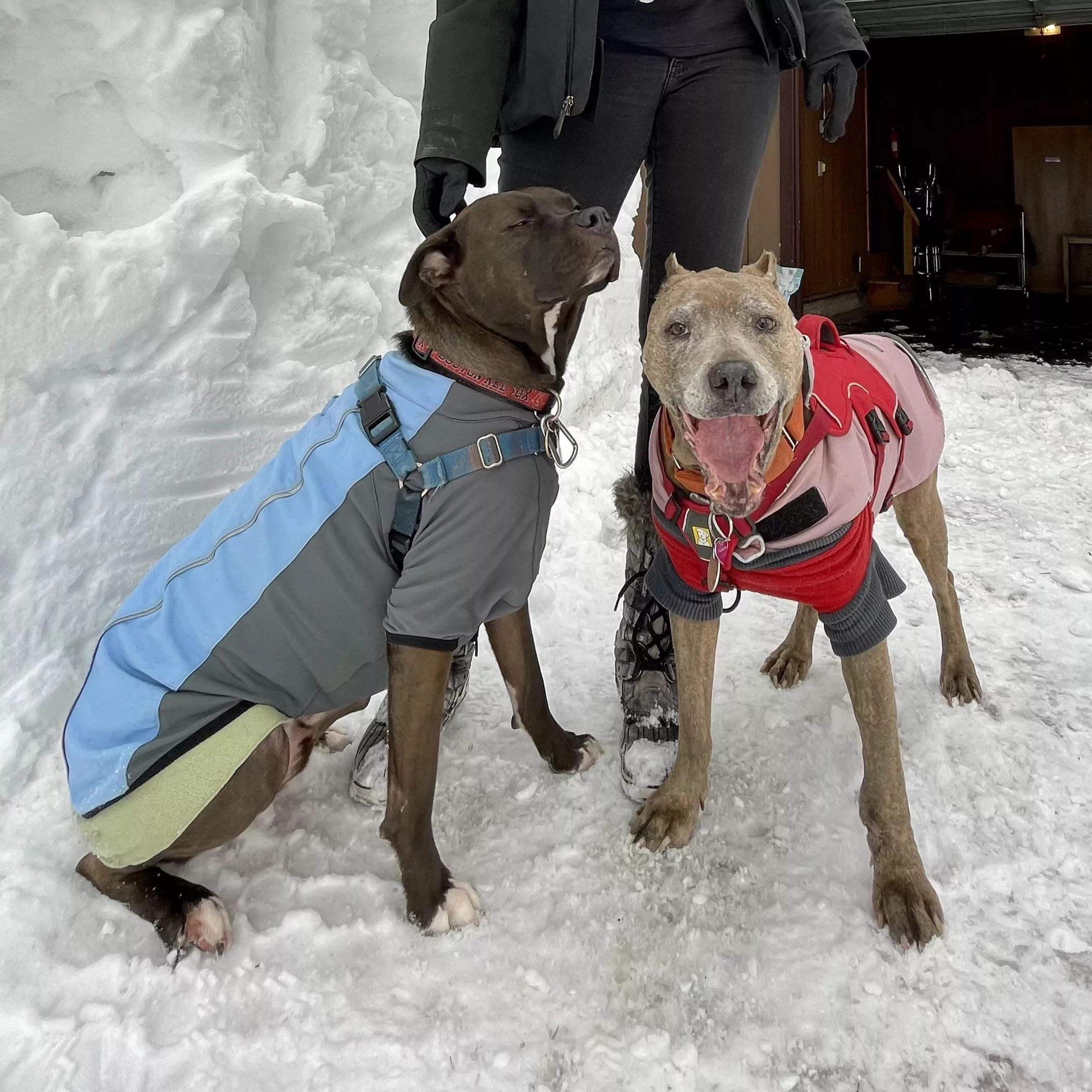 Cold enough that they’re wearing their sweaters and jackets!