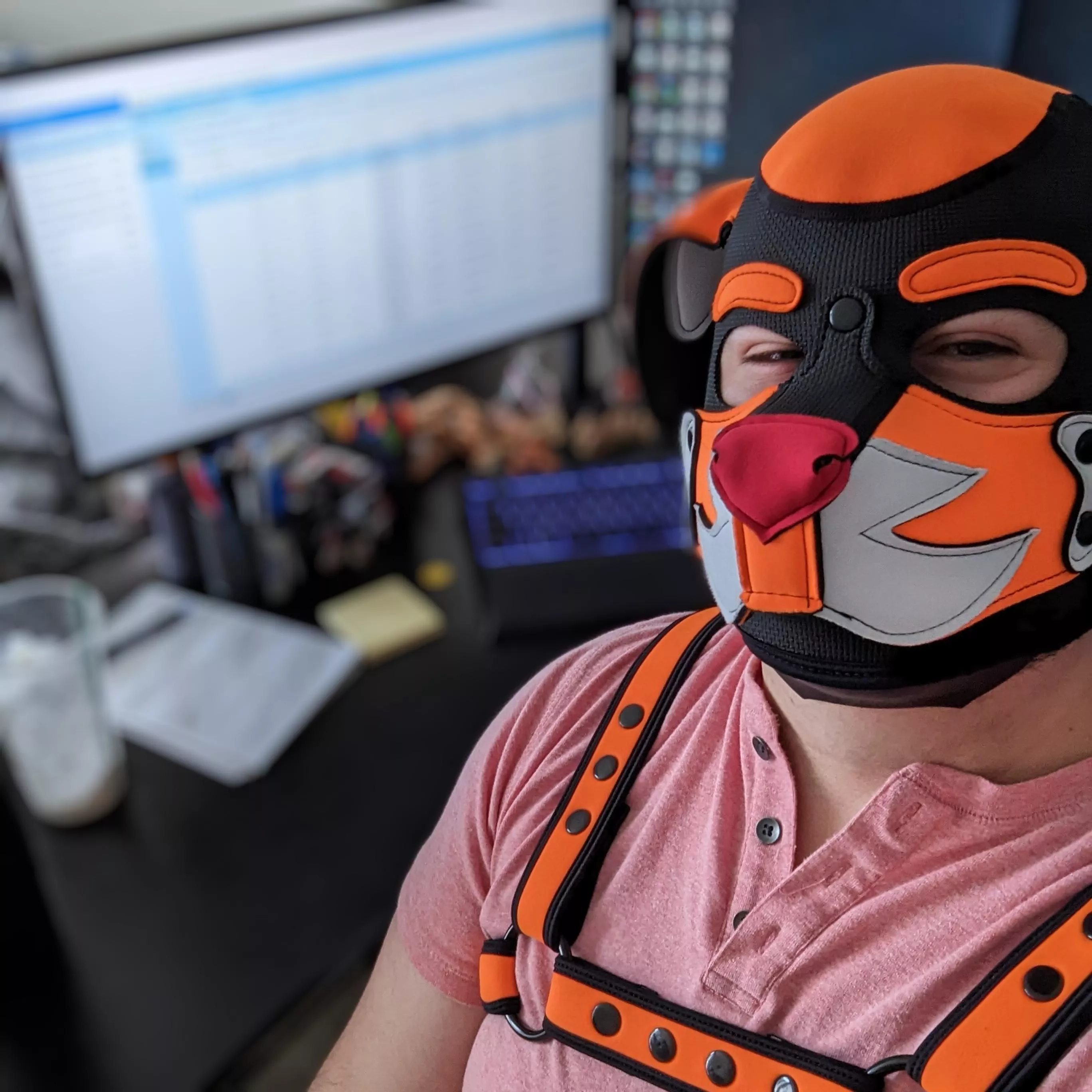 hardworking doggo 🐶