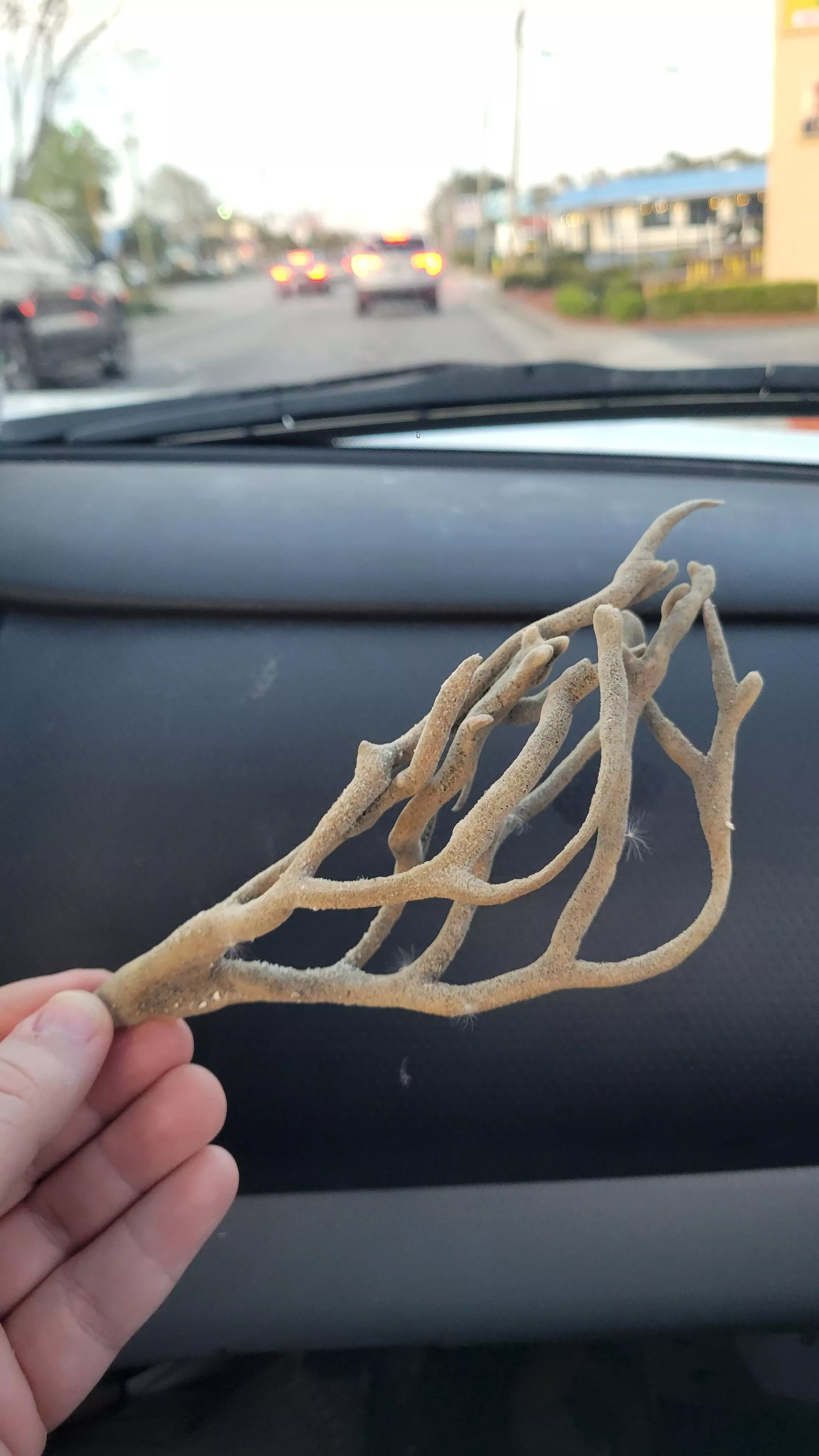 Does anyone know what this is?