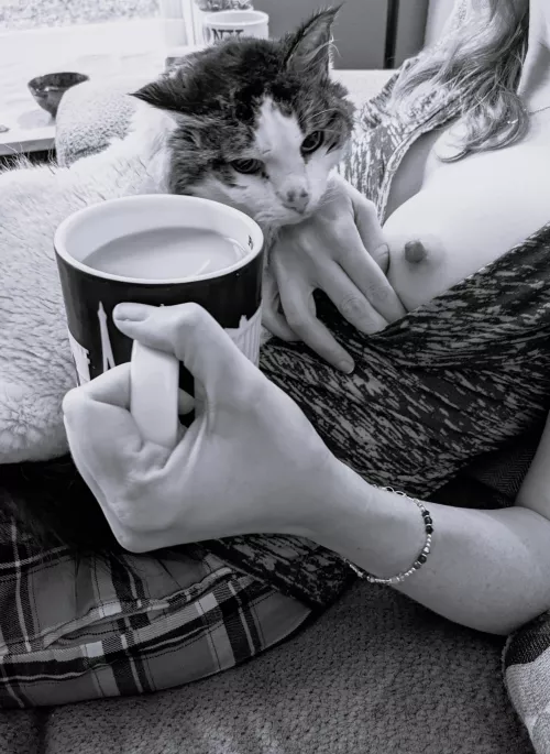 Unfortunately, Mr. Kitty is no longer with us, but he was quite the coffee lap cat.