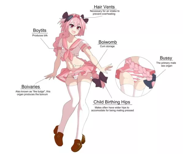 Astolfo Anatomy