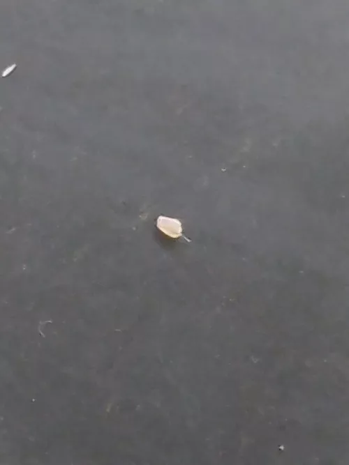 A Blackhead with Vellus Hair.