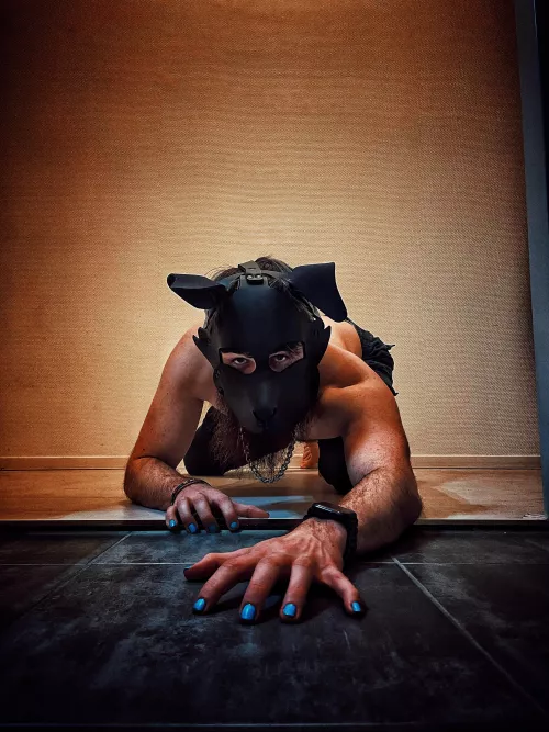 This silly mutt decided to give Reddit a go! ( intro )