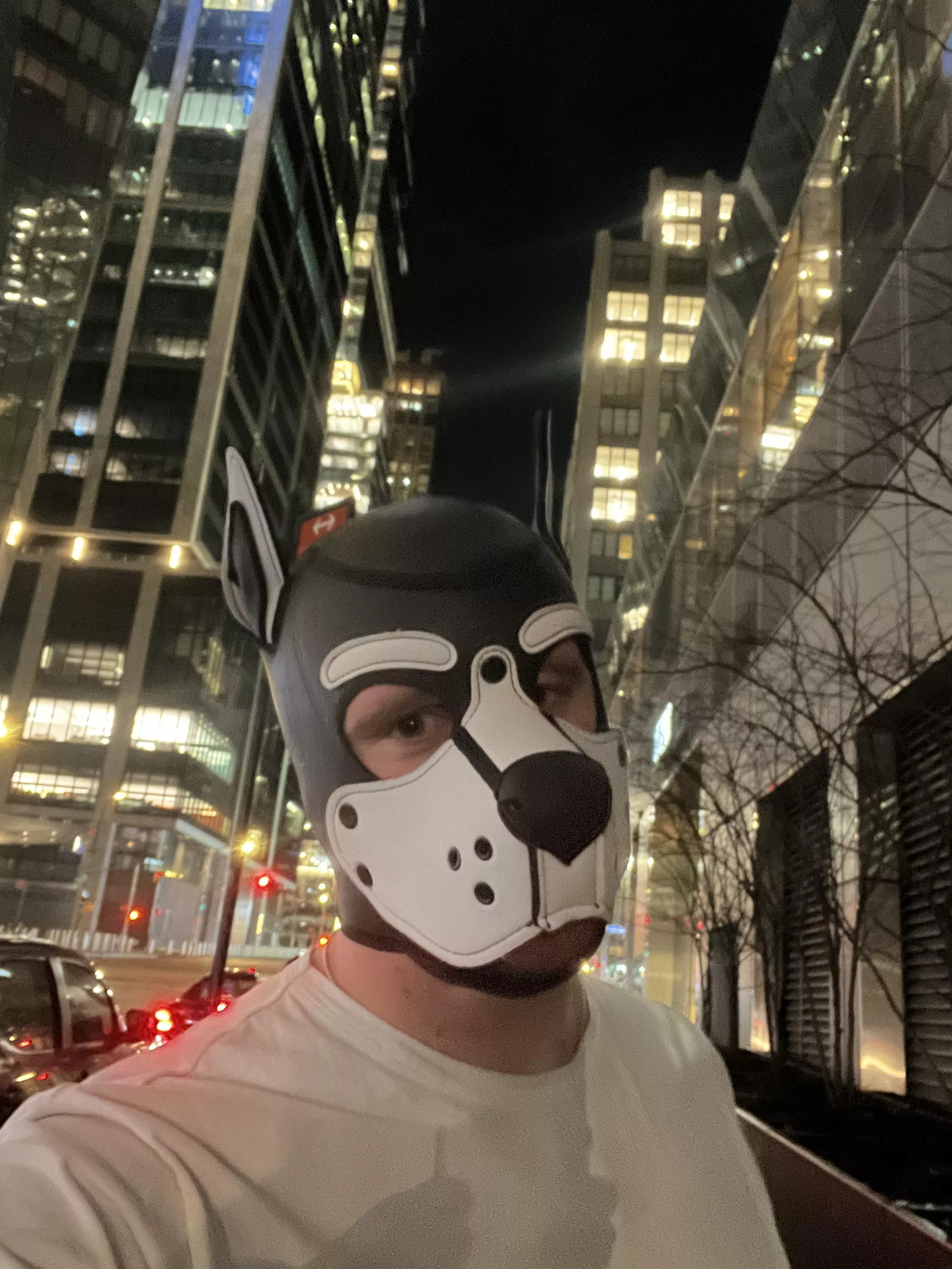 Pup in the Big City