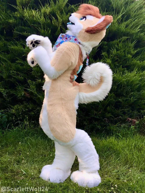 Happy Fursuit Friday! 💕🐾 (@ScarlettWolf24)