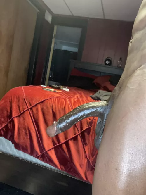 looking for a snow bunny to breed.