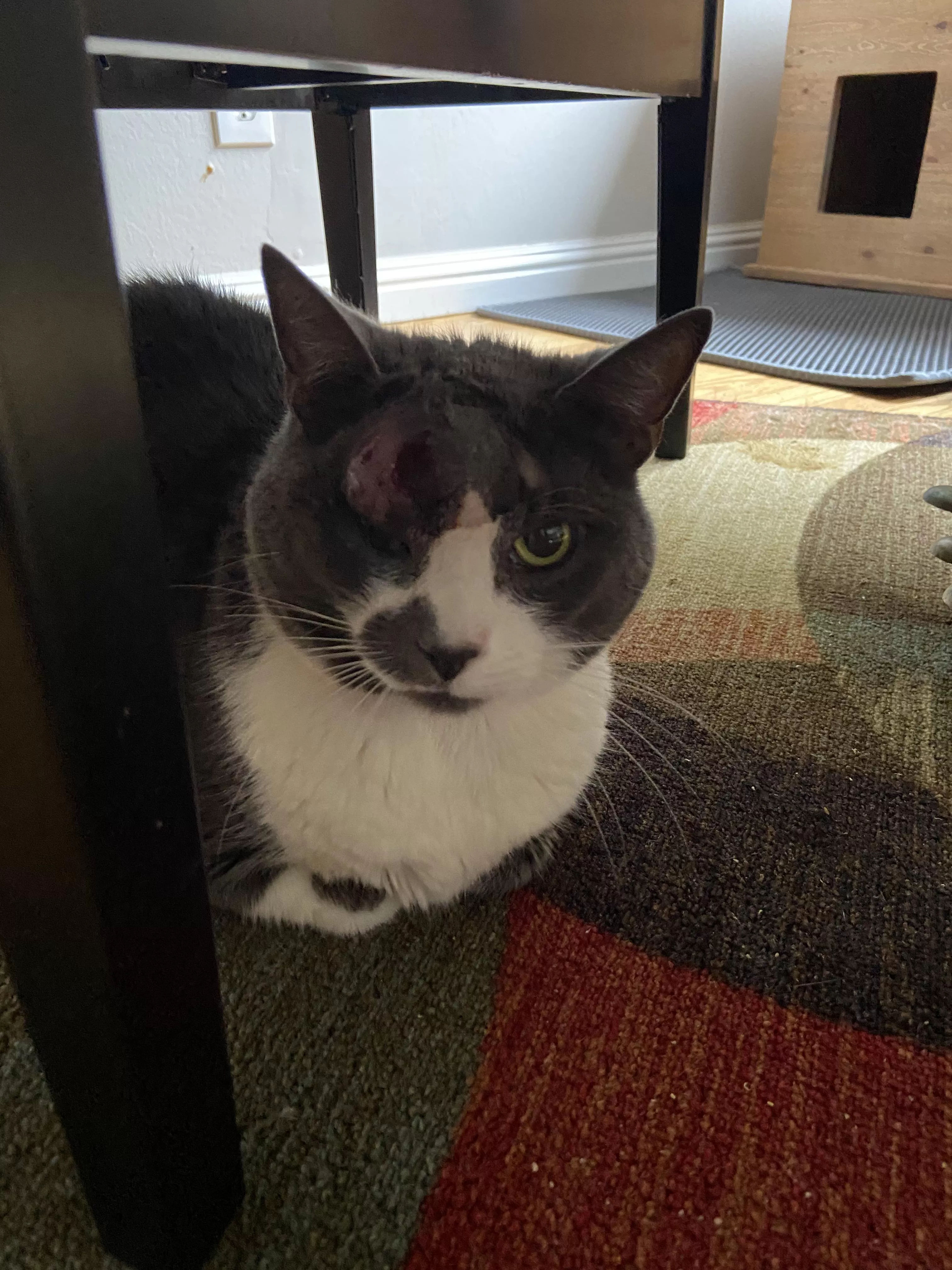 Poor JJ found out he had diabetes and had to have a huge abscess on his eyebrow lanced