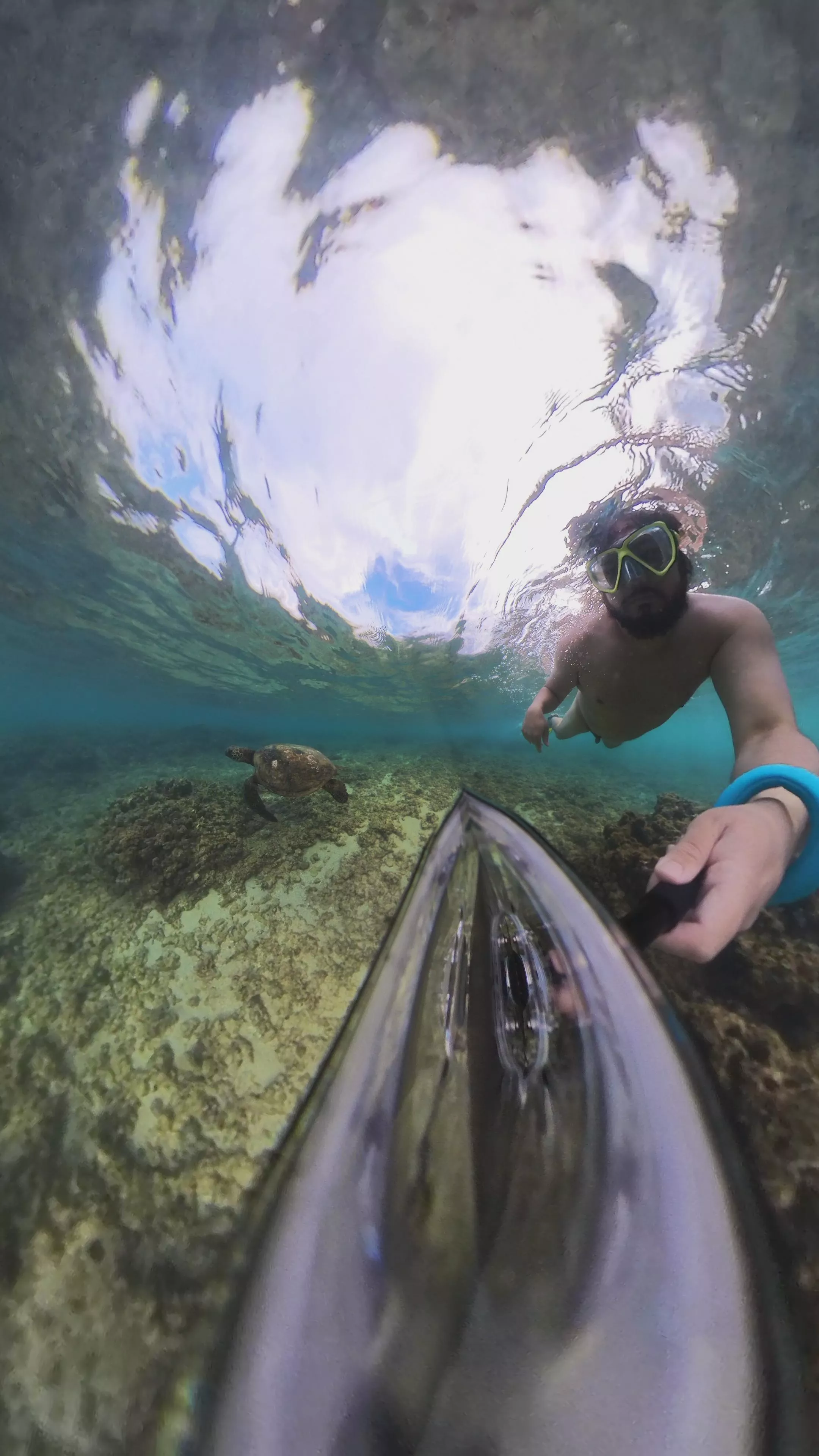 Swimming naked with turtles!