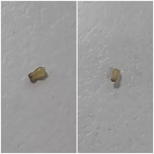 A Blackhead shaped like a gourd.