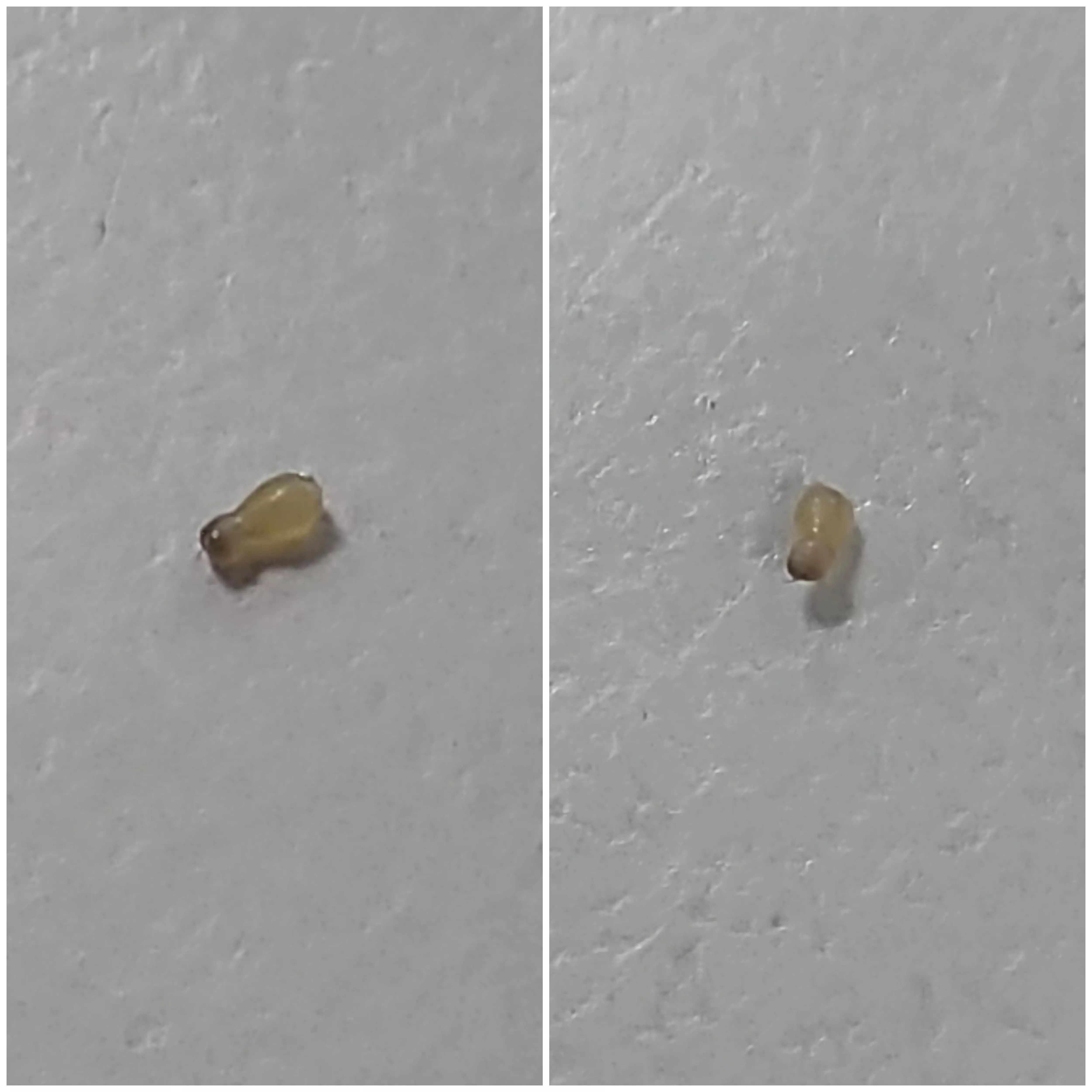 A Blackhead shaped like a gourd.