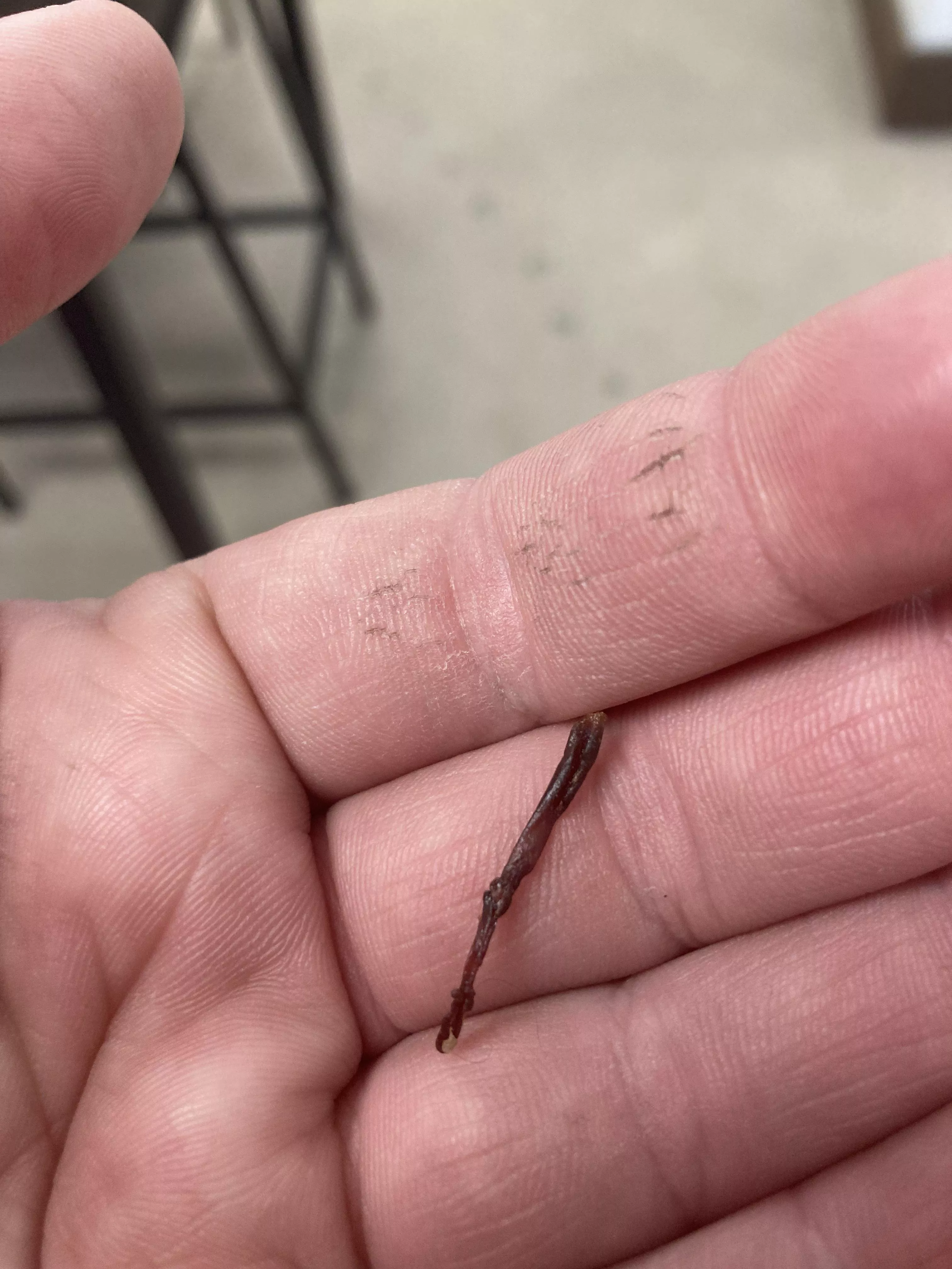 Getting over a sinus/ear infection. Pulled this out of my ear at work today 🙀