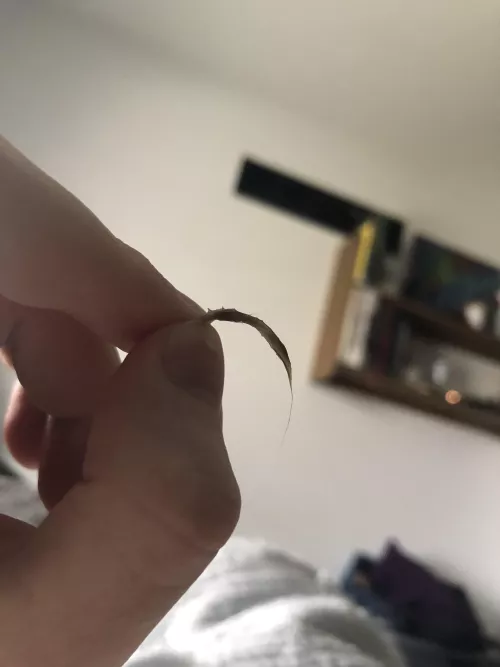 Pulled this out of my eye this morning…