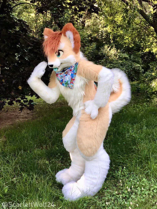 Happy Fursuit Friday! 🐾🐾 (@ScarlettWolf24)