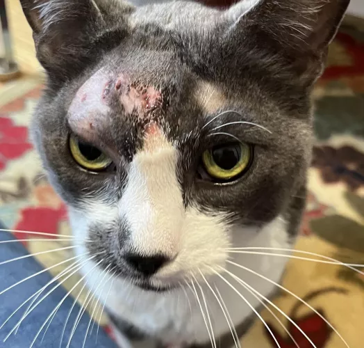 Update: JJ’s abscess wound is healing well