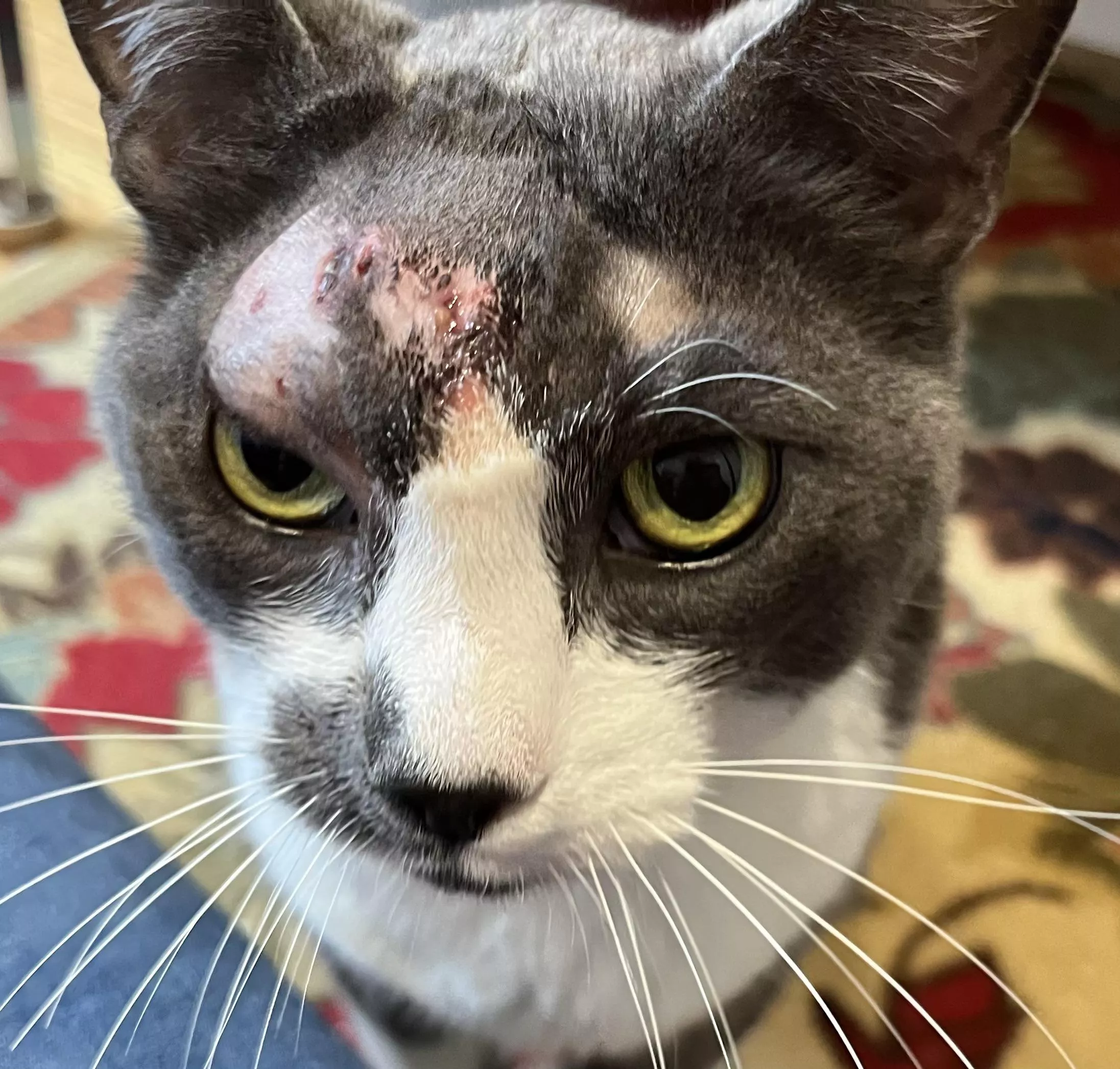 Update: JJ’s abscess wound is healing well