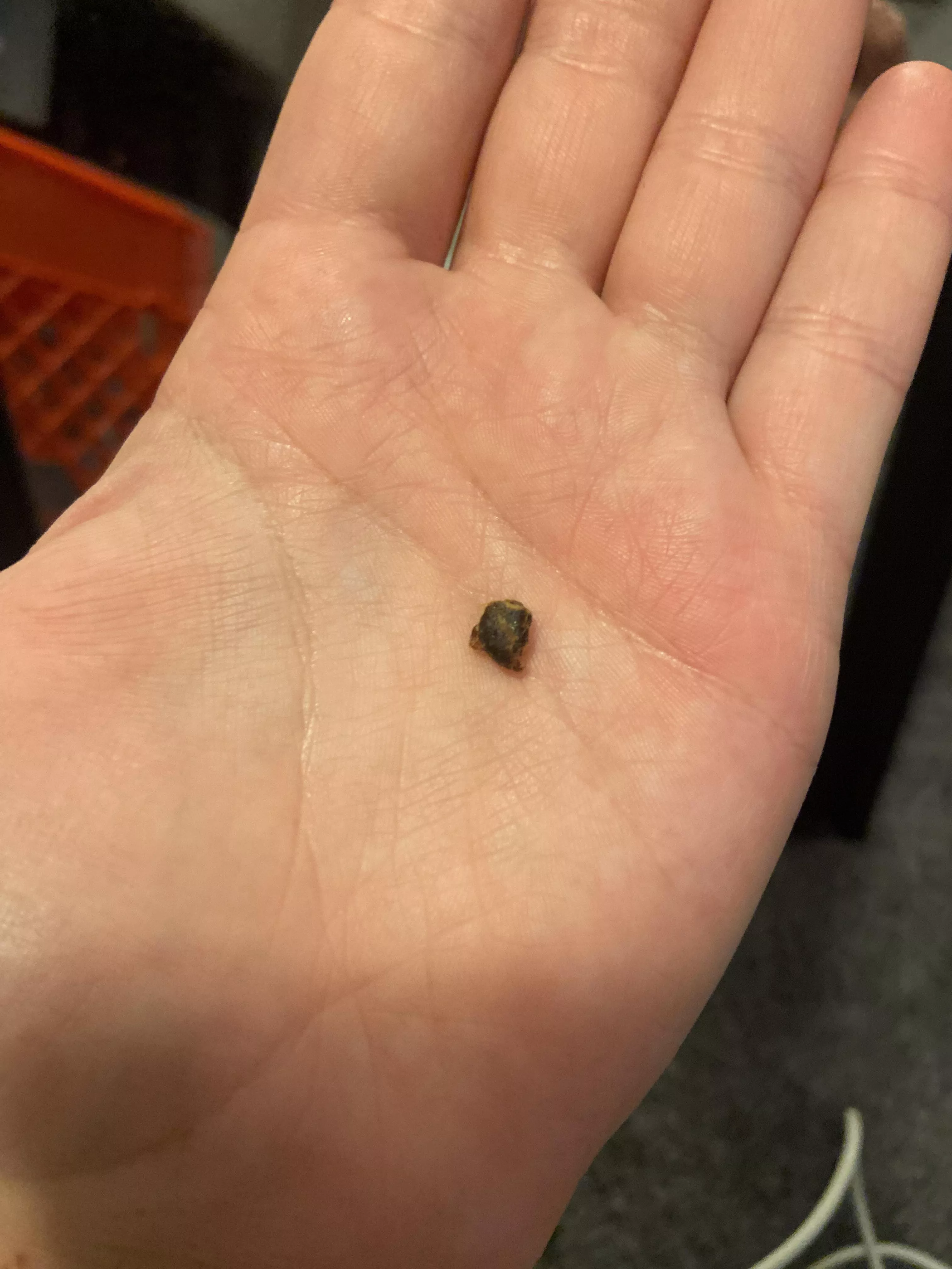 From my ear.. huge clump of wax falls out every once in a while.