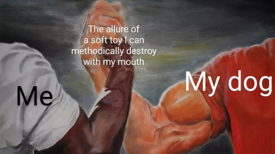 Thing my dog and I have in common