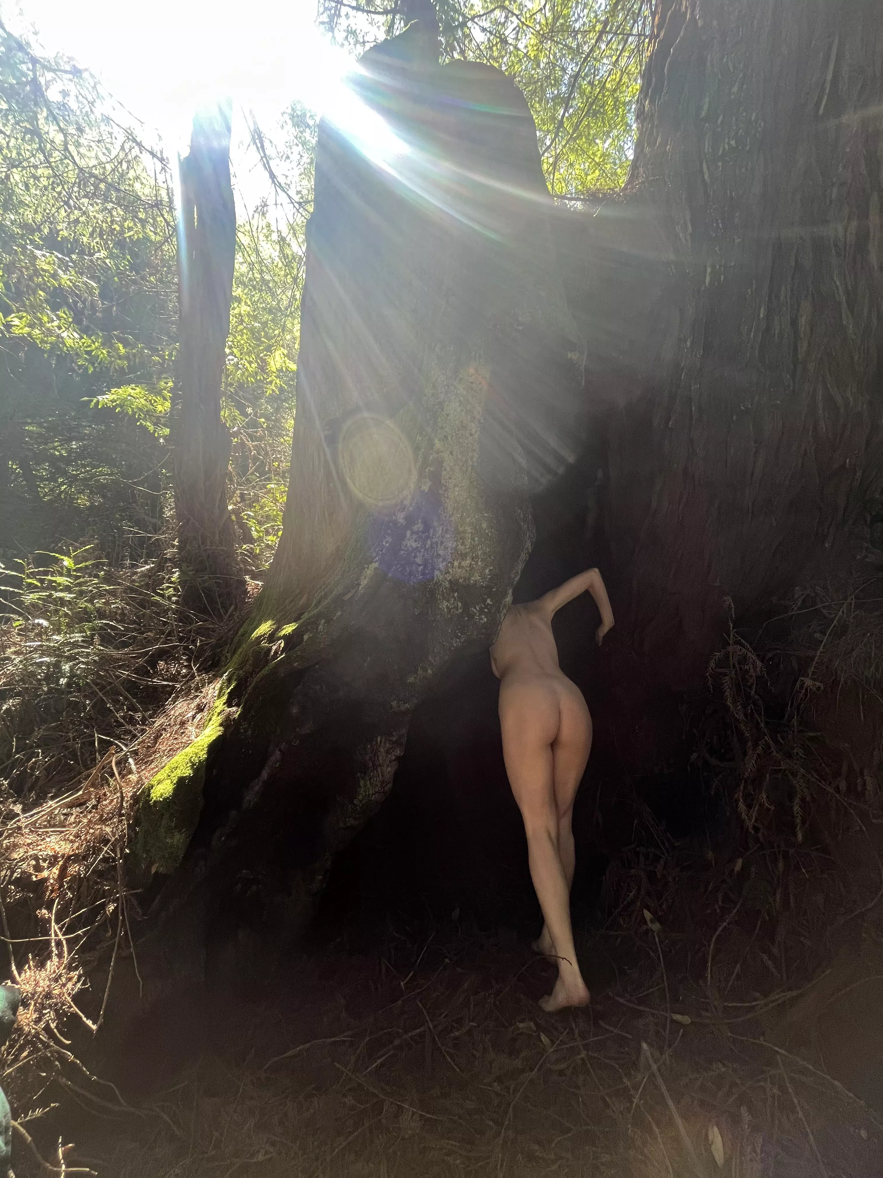 Found a hiding spot out in the redwoods this weekend!