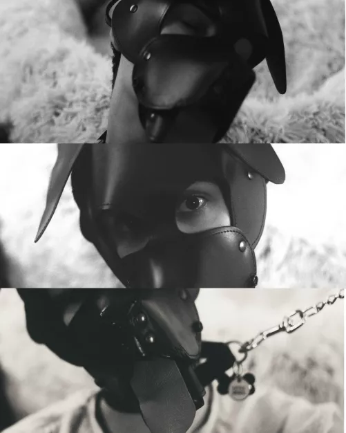 A leashed photography pup hehe