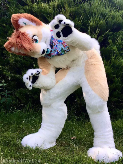 Happy Fursuit Friday! 💕💕 (@scarlettwolf24)