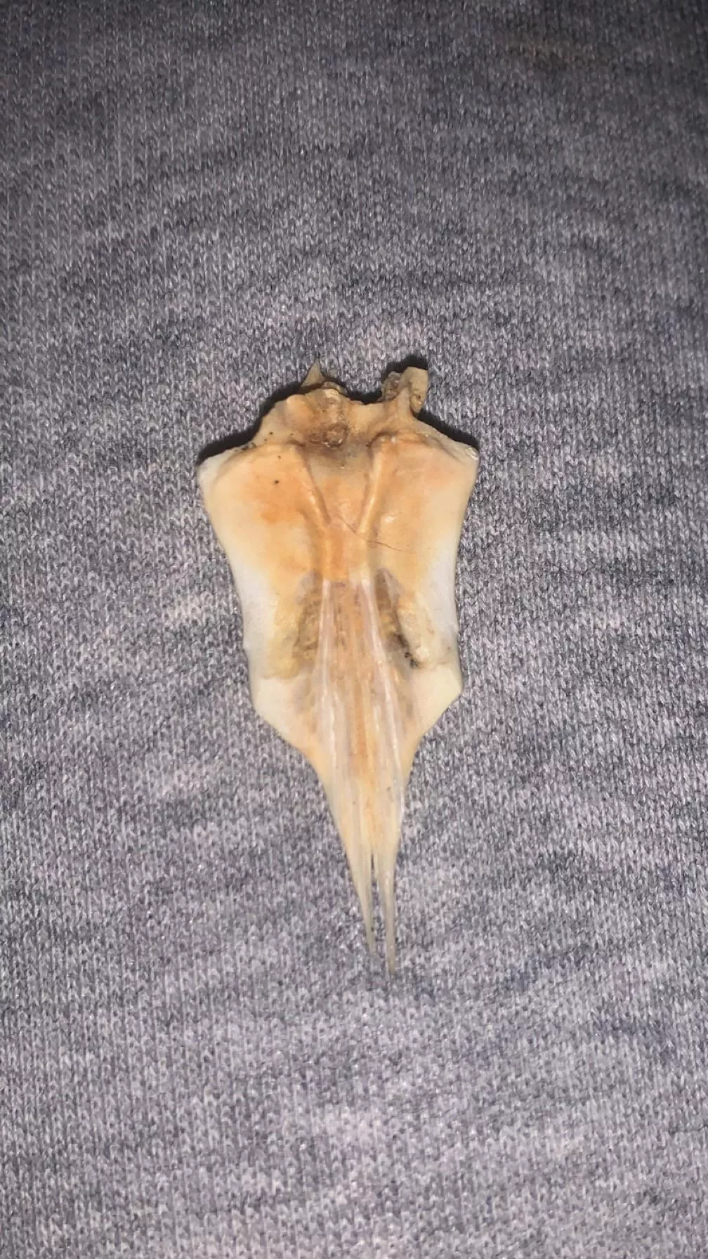 Tooth/bone found on beach?