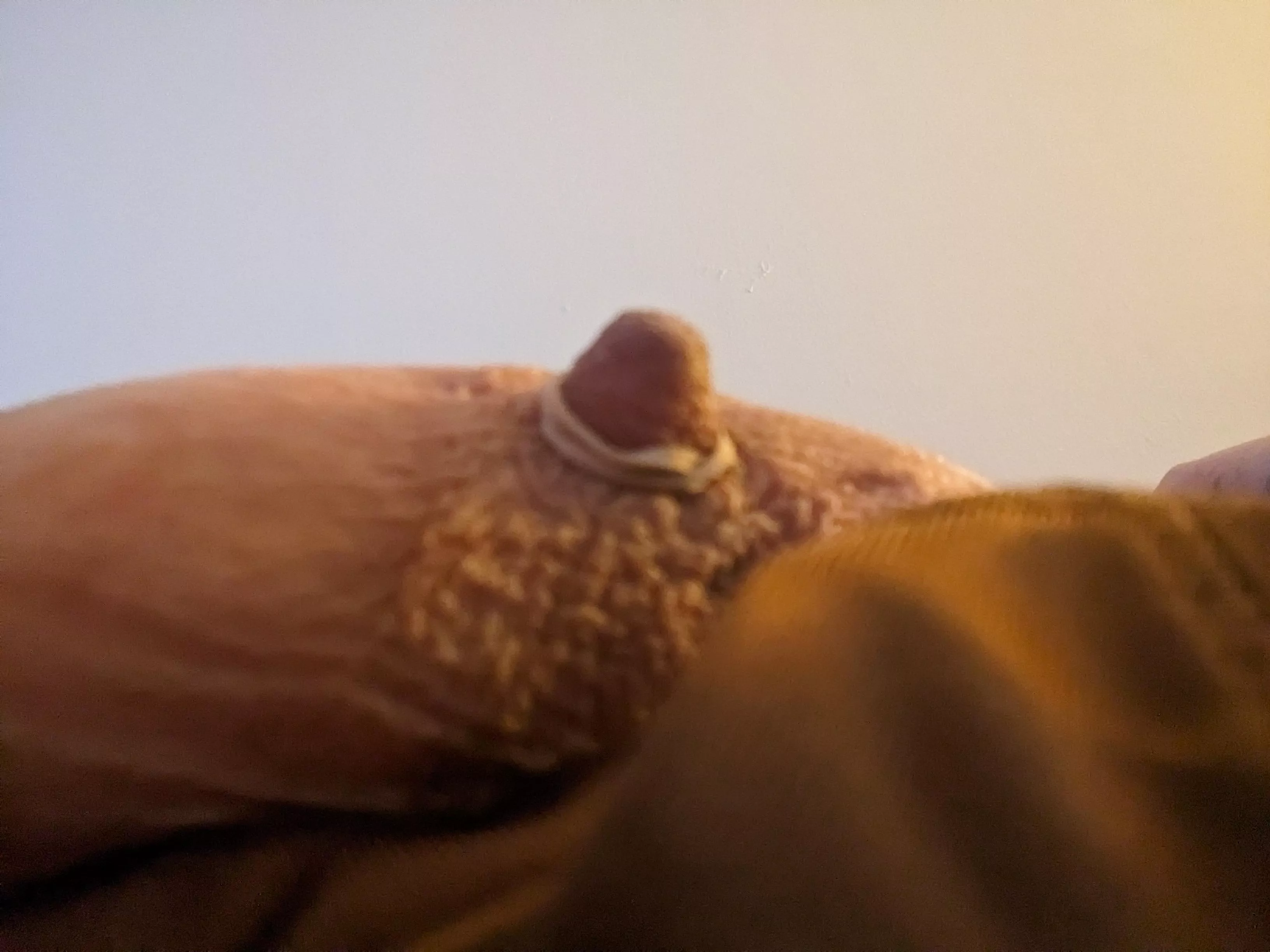 Hoping I can make it through dinner with my nips banded