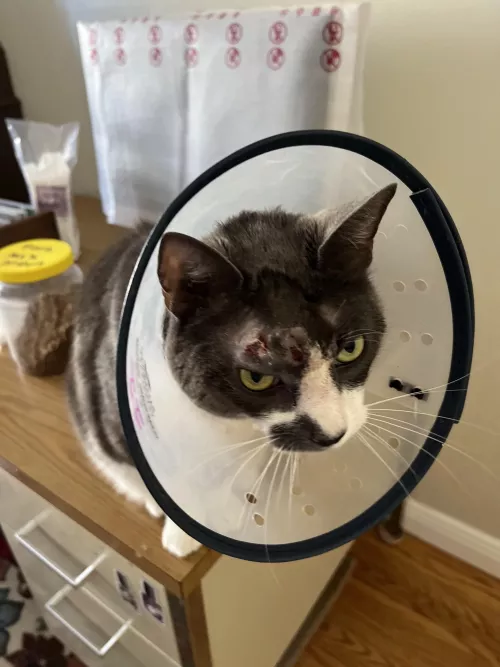 Update: the tubes are out and JJ is healing!