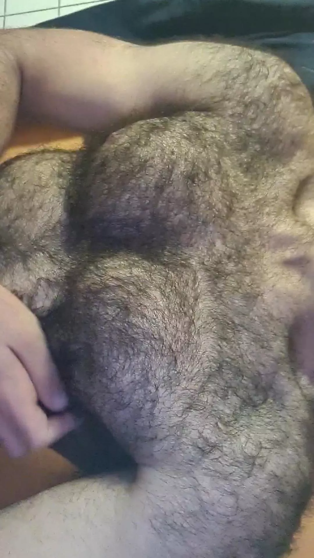 Hello 🐻