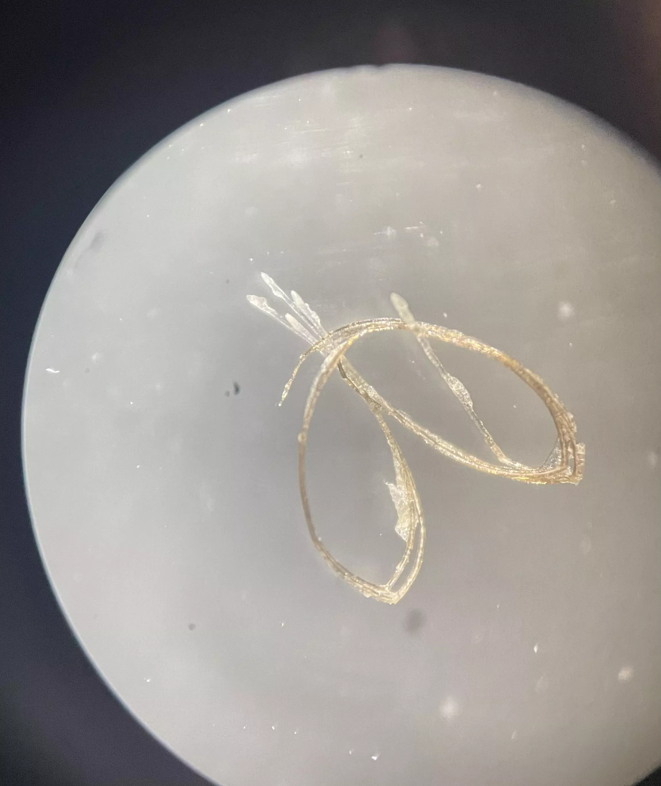 ingrown hair cluster under a microscope