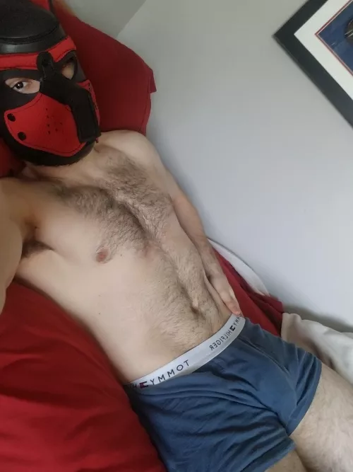 Any pups volunteer to come lay on my chest 🐺