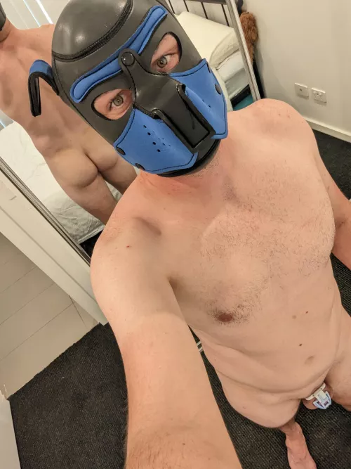 Hey all you cute pups