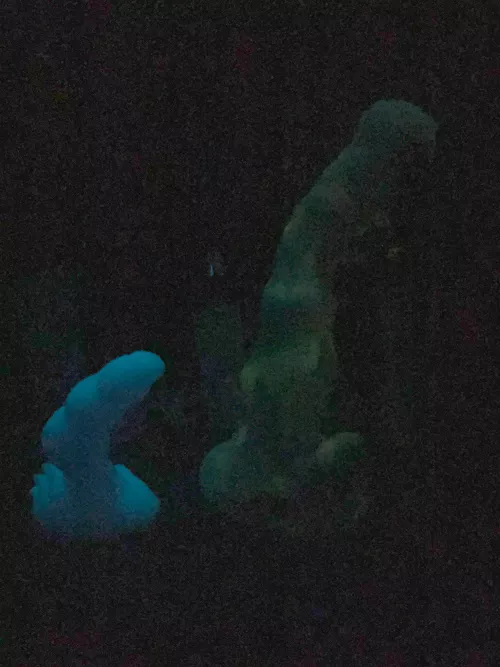 Nocturne/seraphina glow