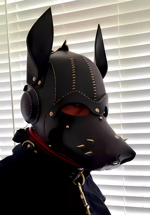 Saturday casual wolf...